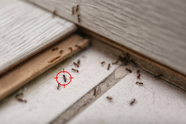 Best Pest Inspection Near Me  in Mcclure, PA