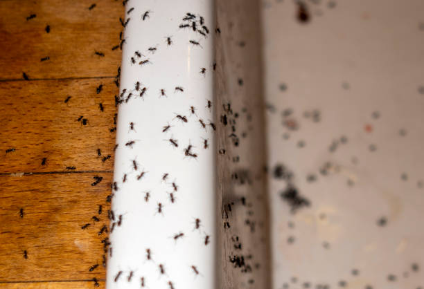 Pest Control Cost in Mcclure, PA