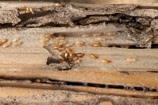 Reliable Mcclure, PA Pest Control Solutions